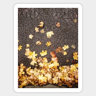 Gold yellow maple leaves autumn fall foliage asphalt road  nature Photograph Sticker